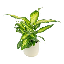 Dieffenbachia 12cm Camilla in Cambridge Ceramic