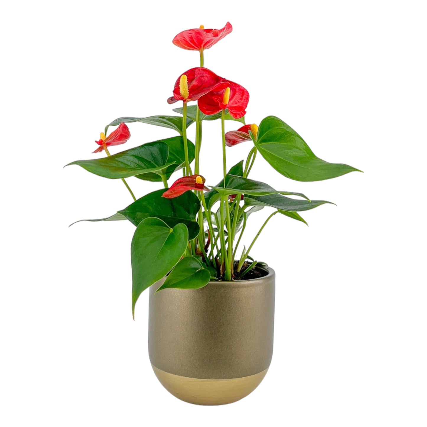 Anthurium 9cm Red & White mix In Christmas Ceramic