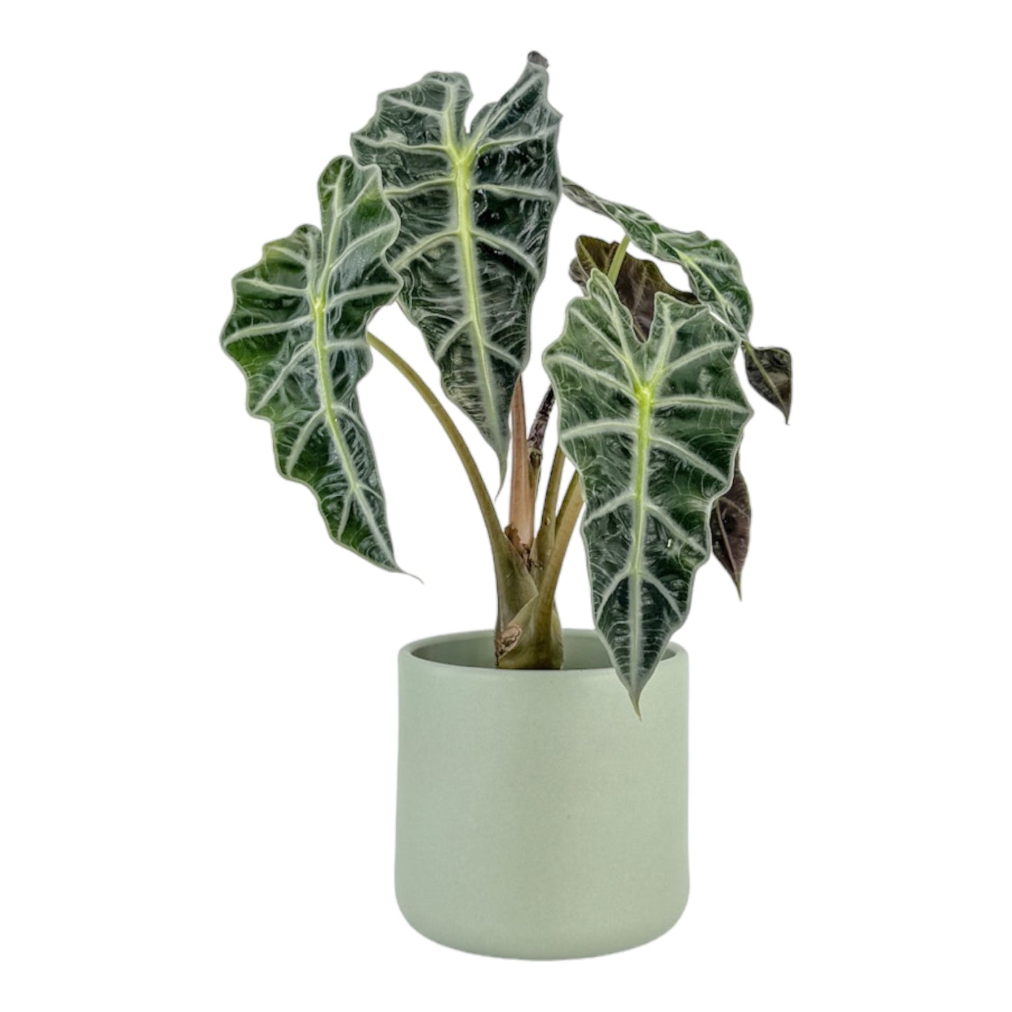 Alocasia 12cm Dwarf Amazonica in Cambridge Ceramic