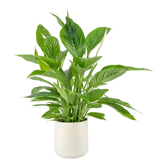 Spathiphyllum 17cm in Cambridge Ceramic