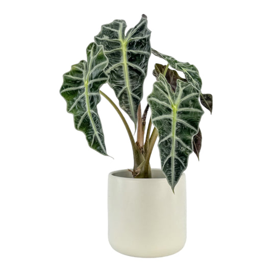 Alocasia 12cm Dwarf Amazonica in Cambridge Ceramic