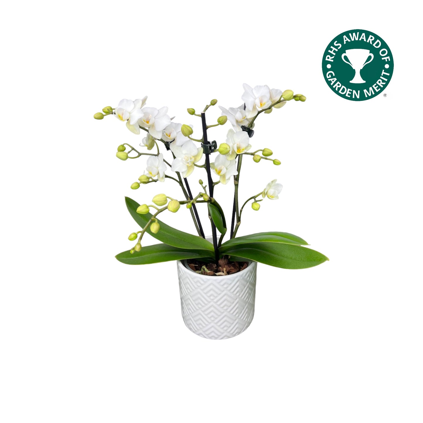 Phalaenopsis 9cm AGM Triple Stem Zurich in Oxford Ceramic