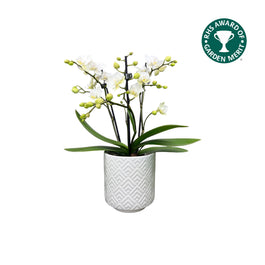 Phalaenopsis 9cm AGM Triple Stem Zurich in Oxford Ceramic