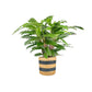 Calathea 17cm Tropistar In Basket