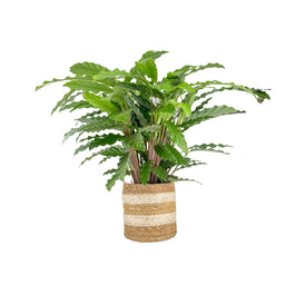 Calathea 17cm Tropistar In Basket