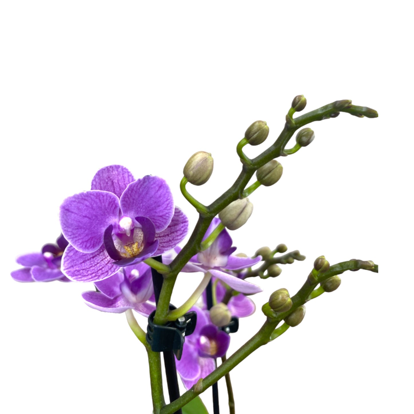 Phalaenopsis 9cm Twin Stem Violet Queen in Hampshire Ceramic