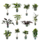 XL Hydro Plants Trolley Deal - XL Hydro Plants The Horti House