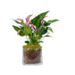 Anthurium 12cm 'Zizou' & Lilli' In Glass Planter