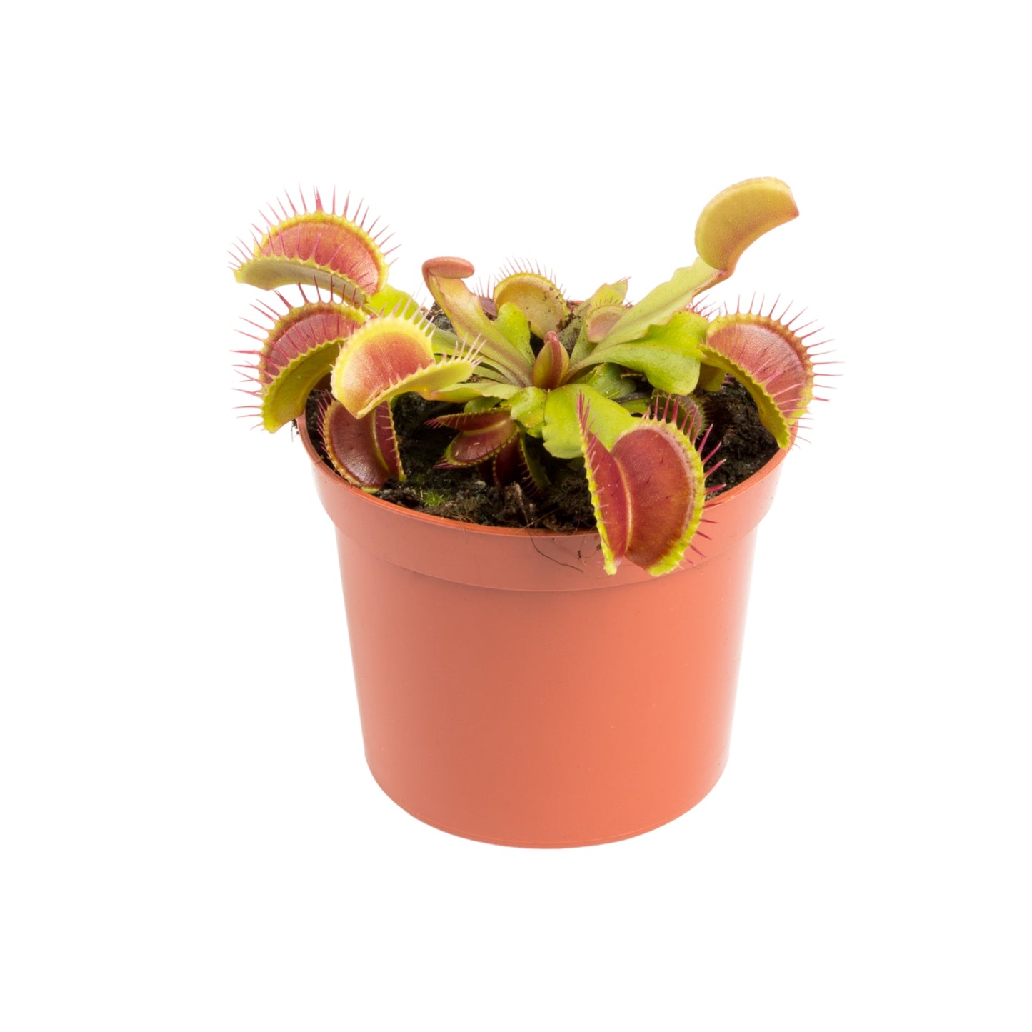 Carnivorous 8.5cm Dionaea Musciplula Venus Flytrap