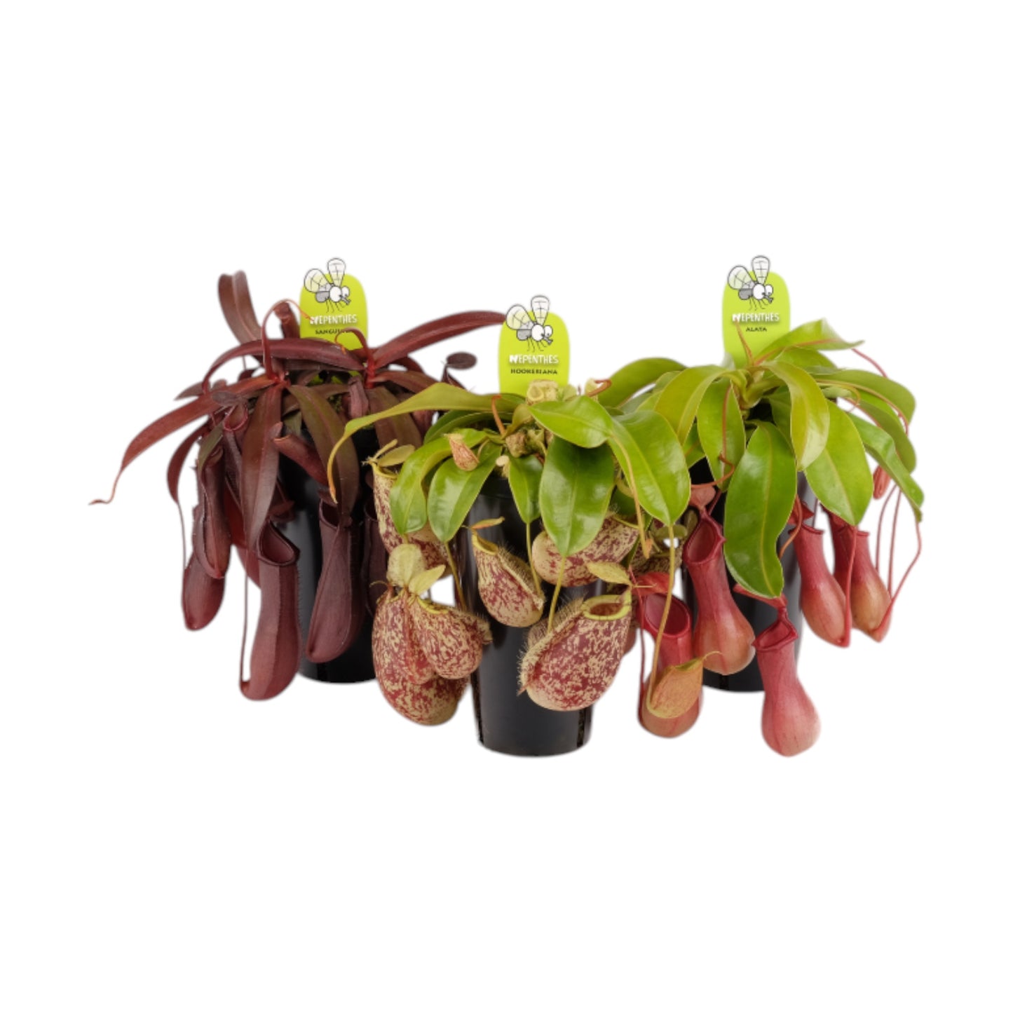 Carnivorous 12cm Nepenthes Pitcher Plant Mix - Carnivorous The Horti House