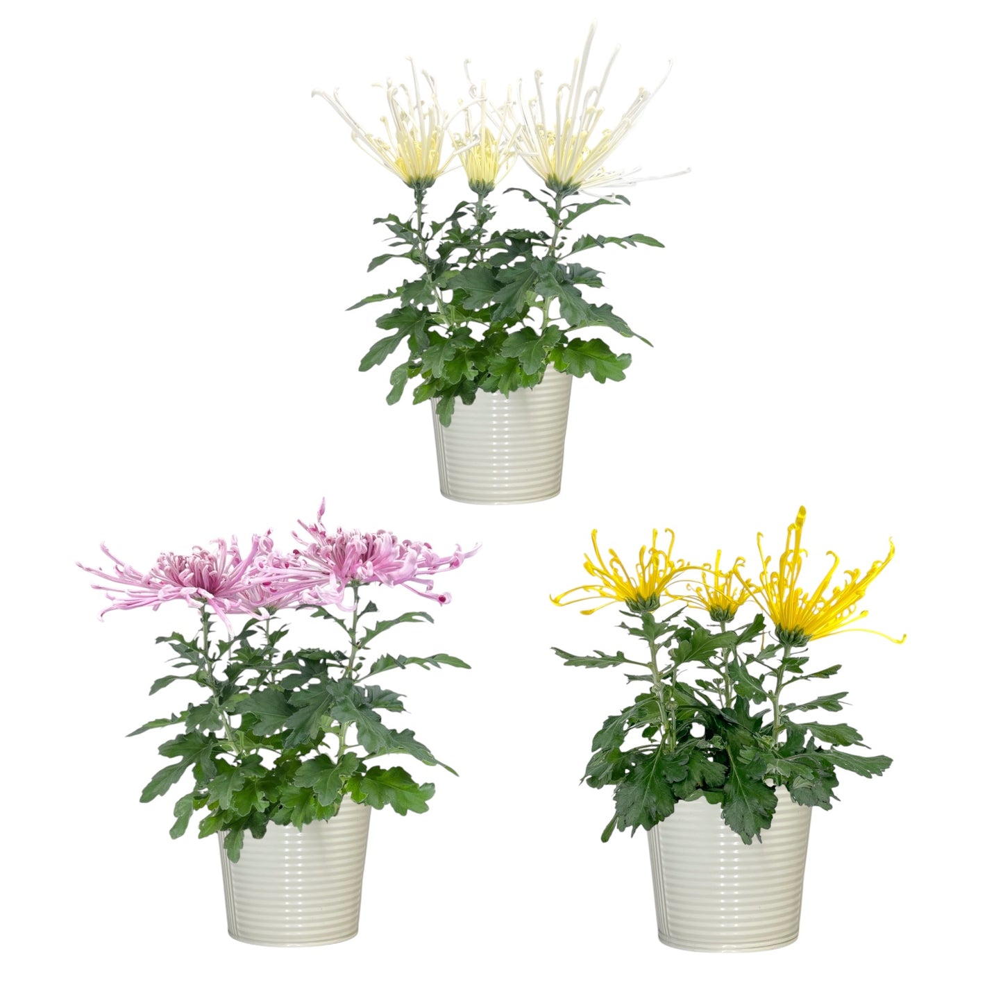 Chrysanthemum 14cm Fireworks Mixed Colours In Zinc