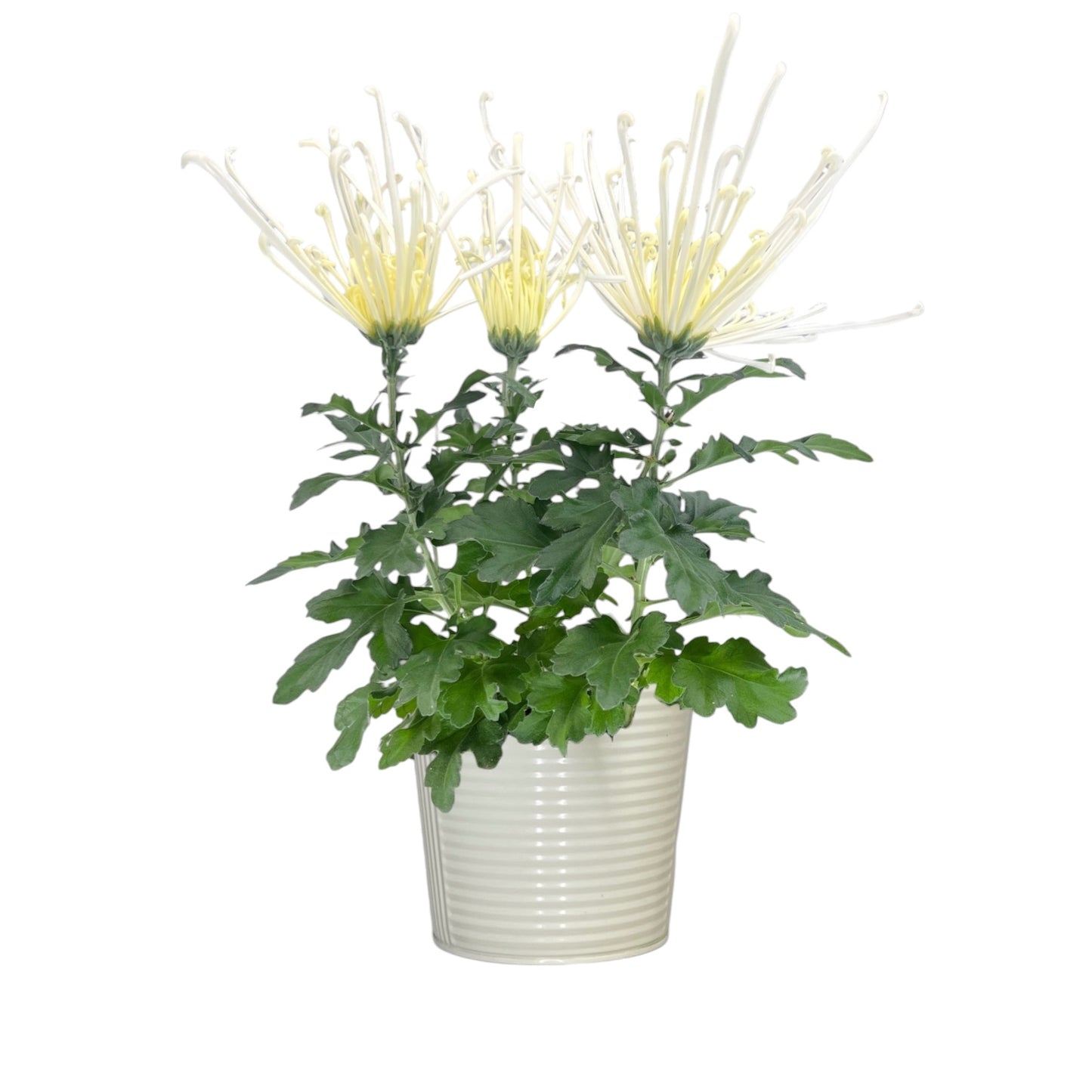 Chrysanthemum 14cm Fireworks Mixed Colours In Zinc