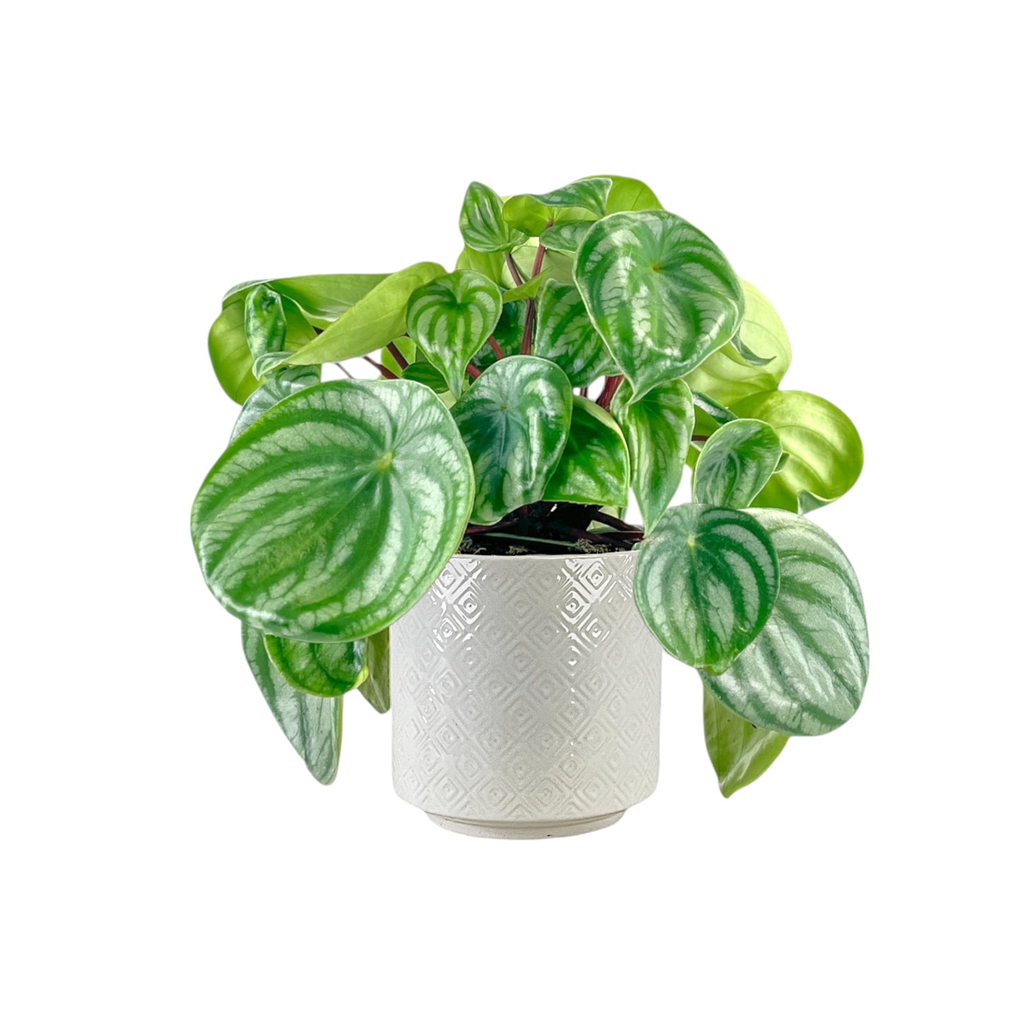 Peperomia 12cm Argyreia in Oxford Ceramic