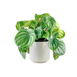 Peperomia 12cm Argyreia in Oxford Ceramic