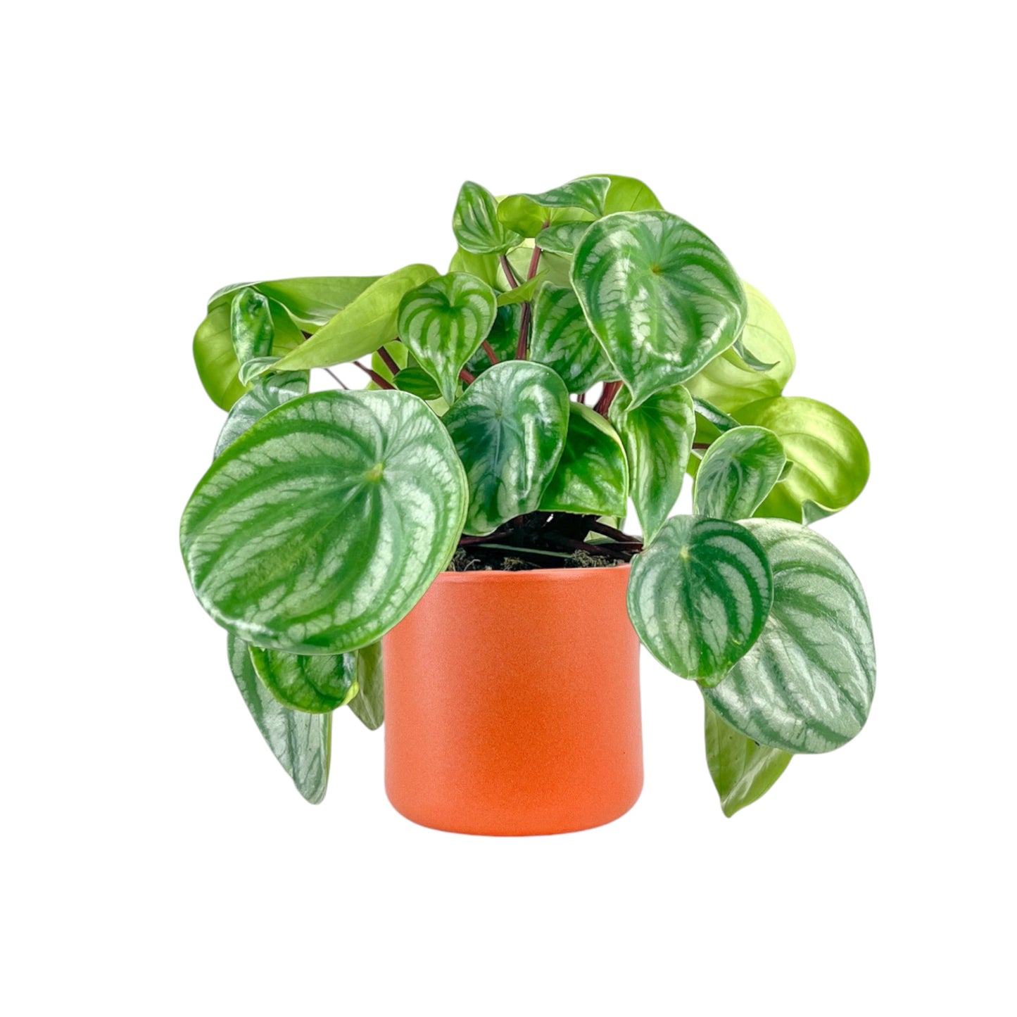 Peperomia 12cm Argyreia in Cambridge Ceramic