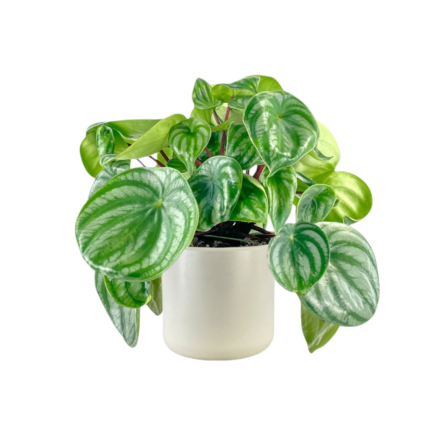 Peperomia 12cm Argyreia in Cambridge Ceramic