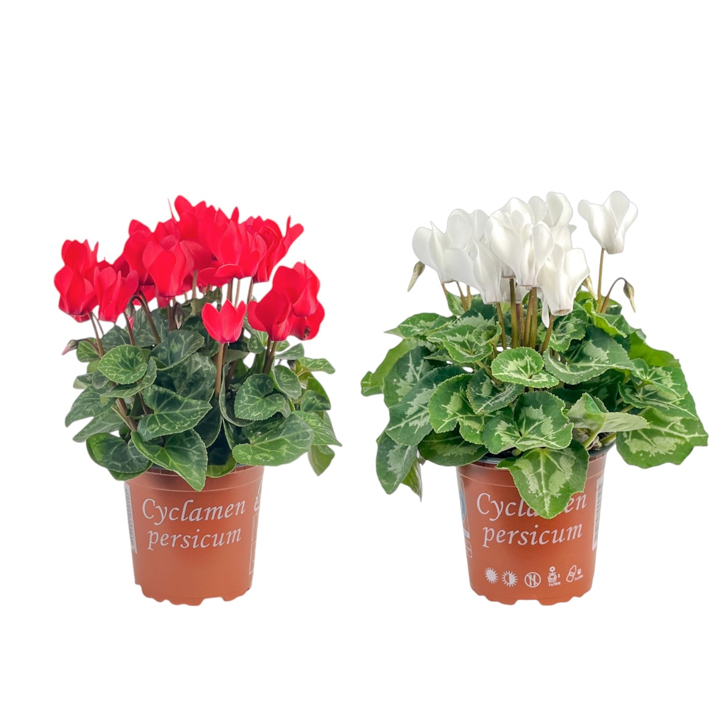 Cyclamen 10.5cm Red & White Mix