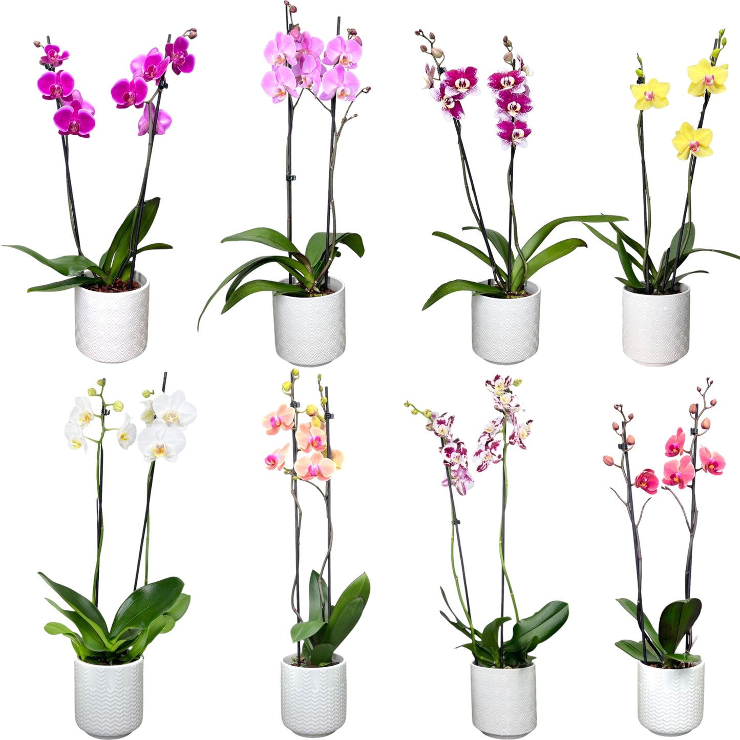 Phalaenopsis 12cm Twin Stem Mixed Colours in Oxford Ceramic