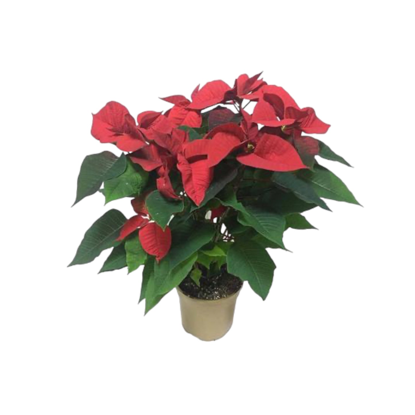 Poinsettia 19cm