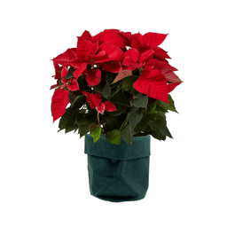 Poinsettia 19cm in Velvet Bag - Poinsettia The Horti House