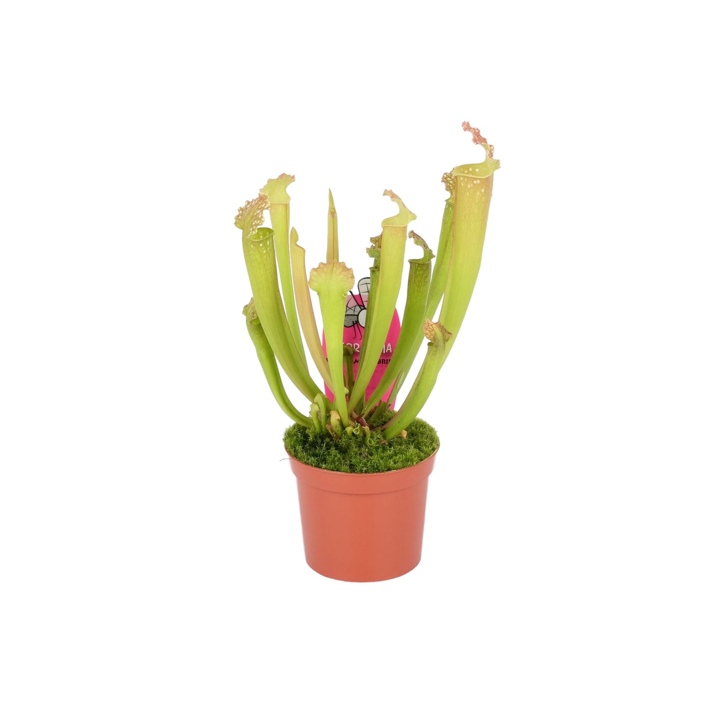 Carnivorous 8.5cm Sarracenia Mix