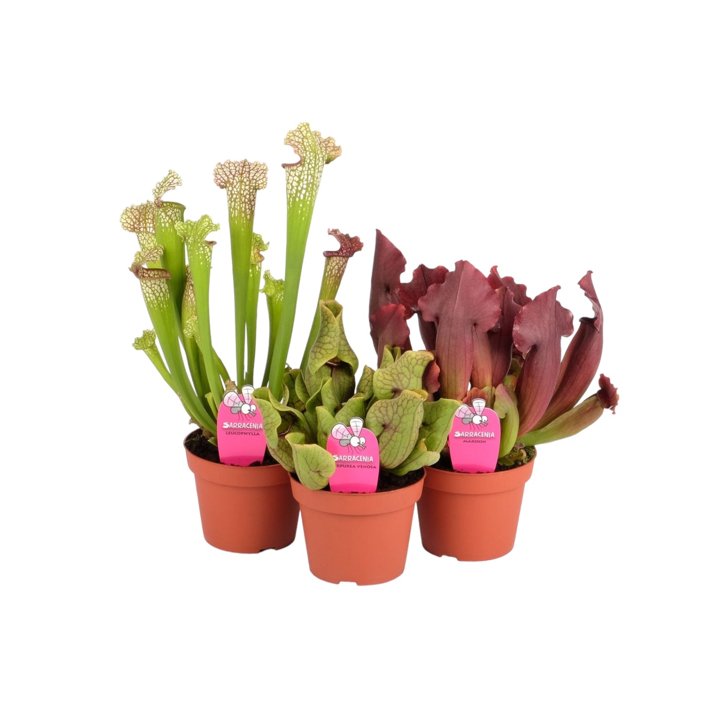 Carnivorous 12cm Sarracenia Mix