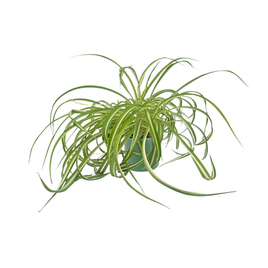 Chlorophytum 12cm Comosum in Cambridge Ceramic