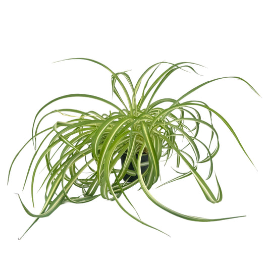 Chlorophytum 12cm Comosum