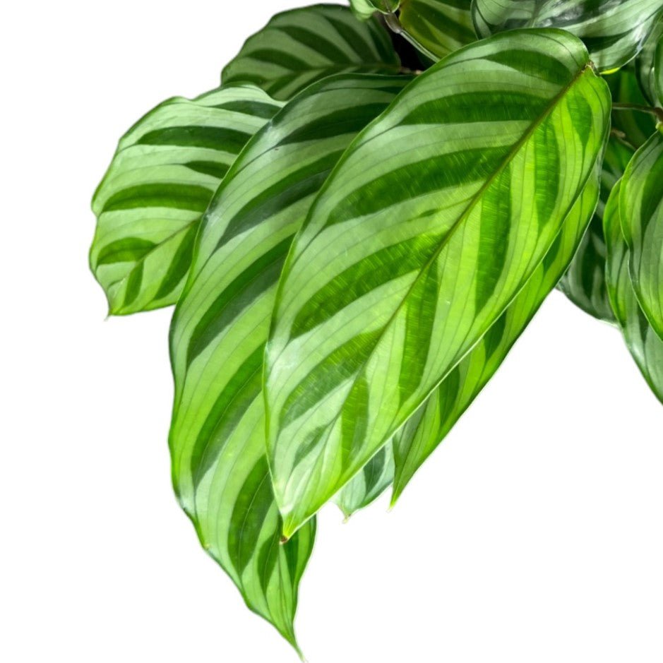 Calathea 12cm Freddie in Basket - Green Plant The Horti House