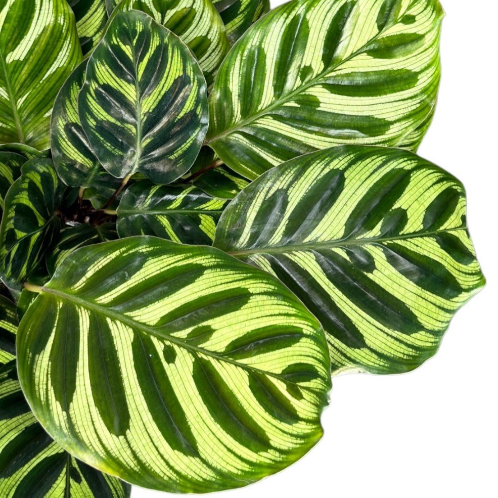 Calathea 12cm Makoyana - Green Plant The Horti House