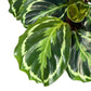 Calathea 12cm Medallion in Basket - Green Plant The Horti House