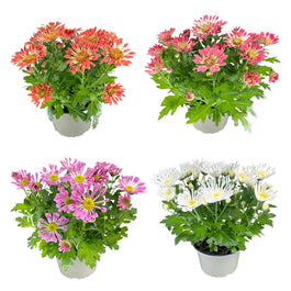 Chrysanthemum 14cm Single Flower Mix - Flowering The Horti House