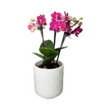 Phalaenopsis 9cm Twin Stem ‘Chamonix’ in Ceramic - Orchid The Horti House